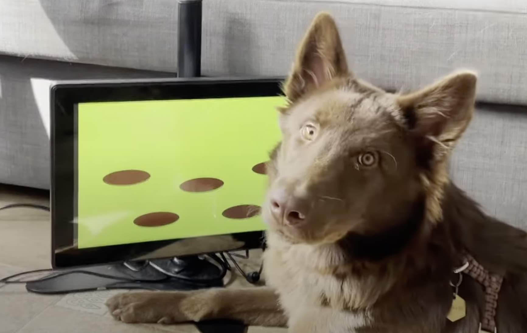 Joipaw, video game for dogs
