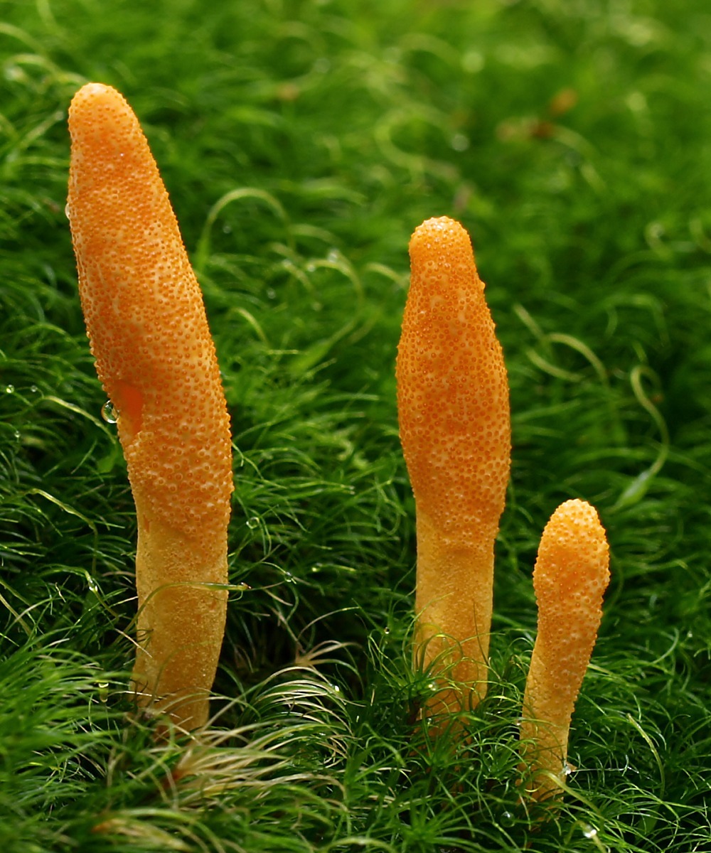 Image of the Cordyceps fungus, which served as inspiration for The Last of Us series